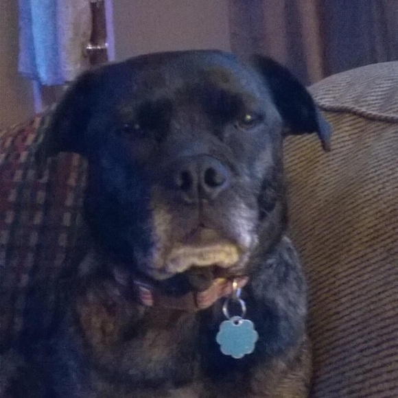 Meet your Posher, Tyra - Picture 1 of 2